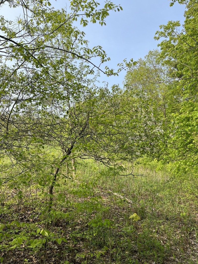 Sweet Crab Apple photo 4