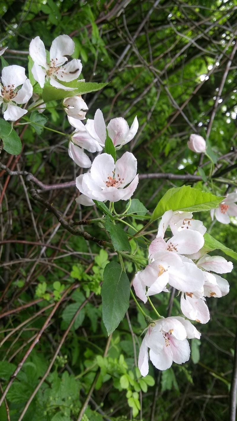 Sweet Crab Apple photo 5