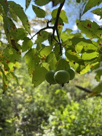 Sweet Crab Apple