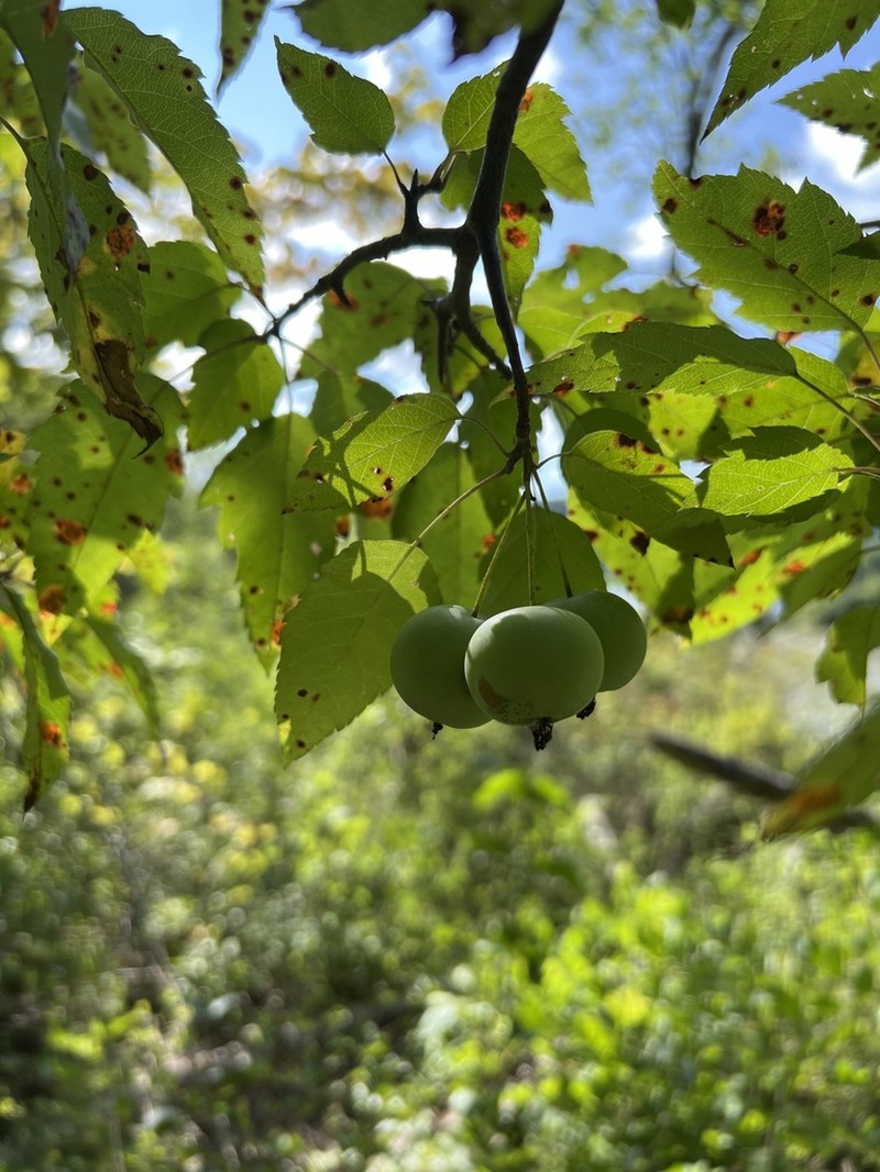 Sweet Crab Apple photo 6