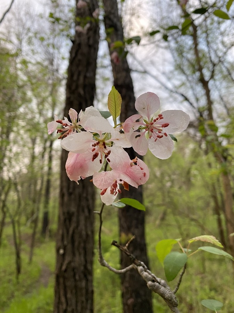 Sweet Crab Apple photo 7