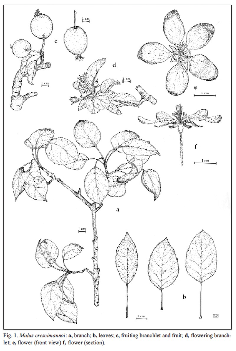 Malus crescimannoi