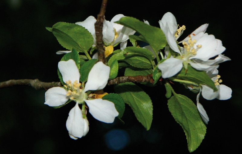Malus crescimannoi photo 3