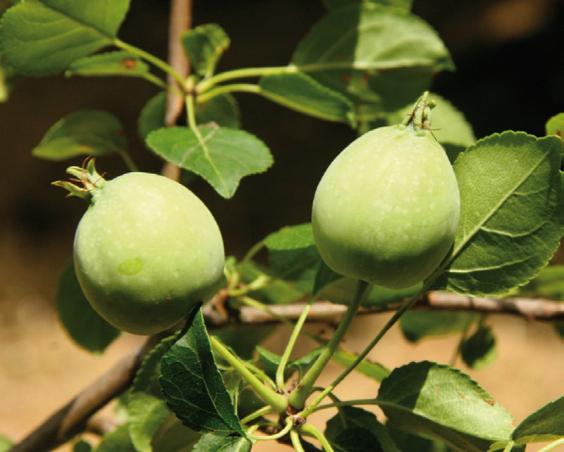 Malus crescimannoi photo 4
