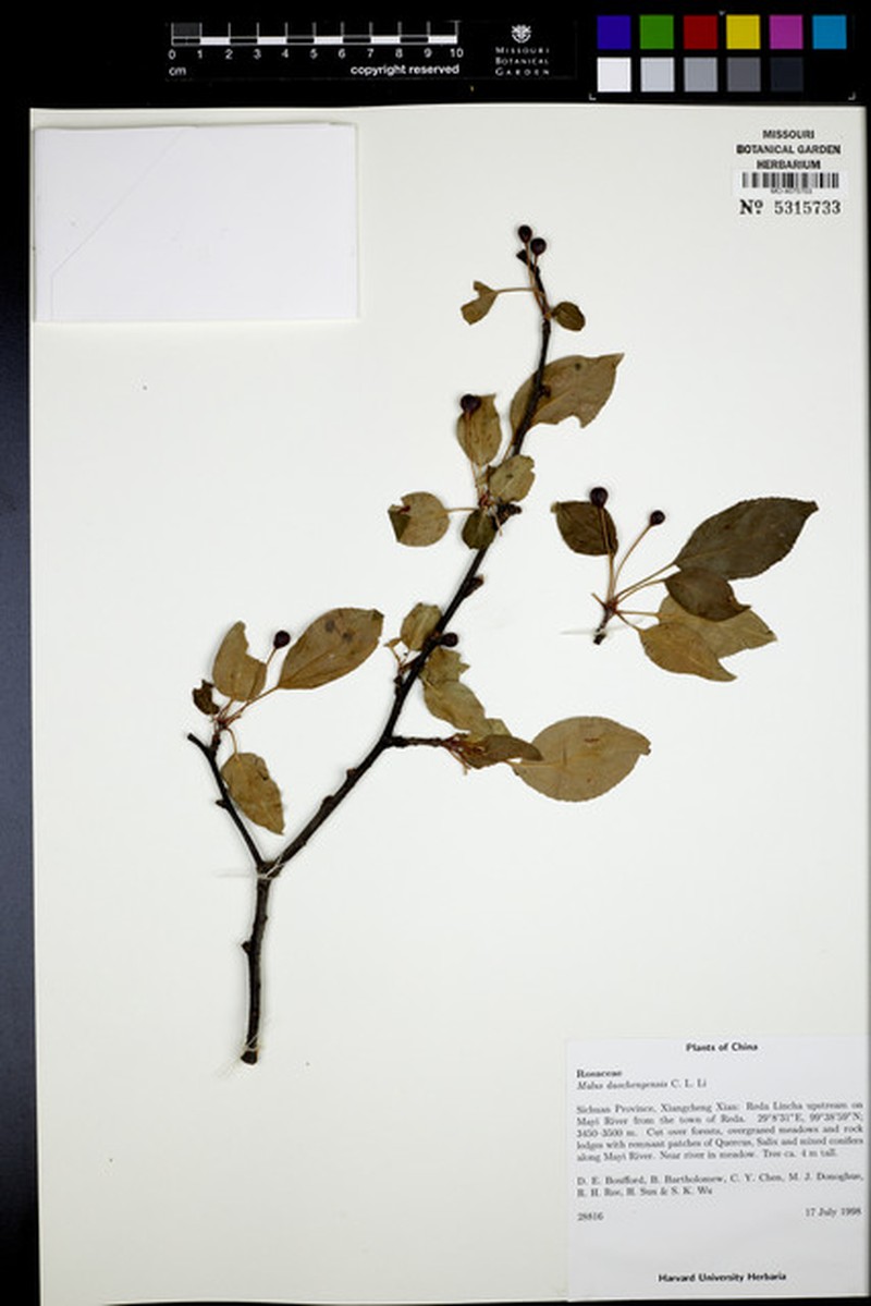 Malus daochengensis