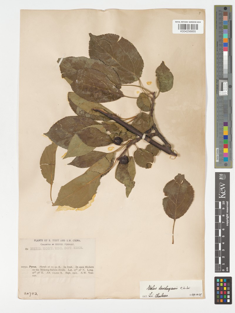 Malus daochengensis photo 2