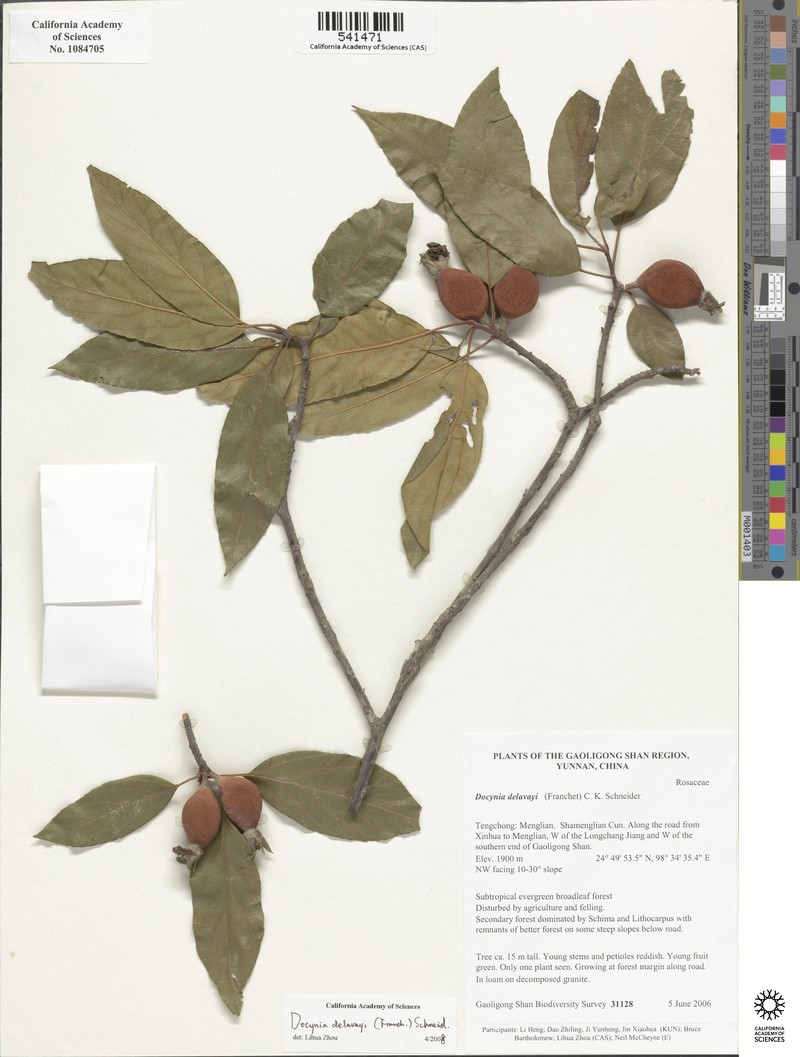 Malus delavayi