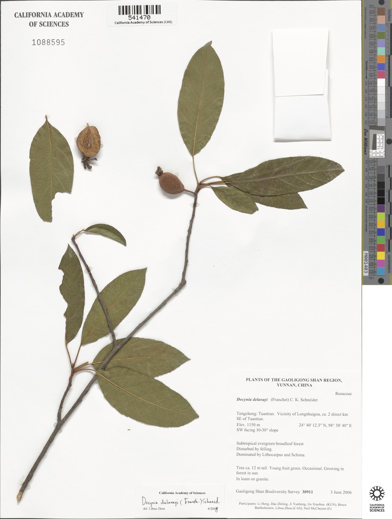 Malus delavayi photo 2