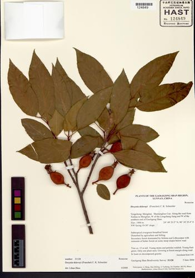 Malus delavayi photo 3