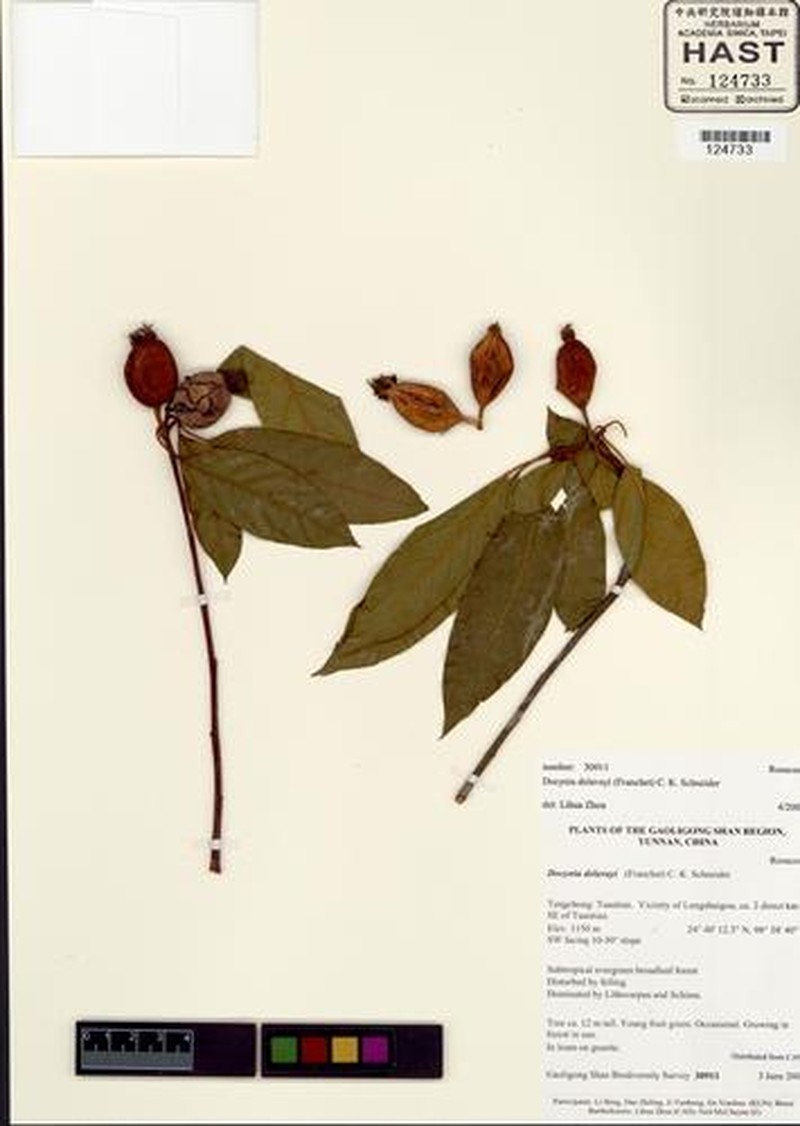 Malus delavayi photo 4