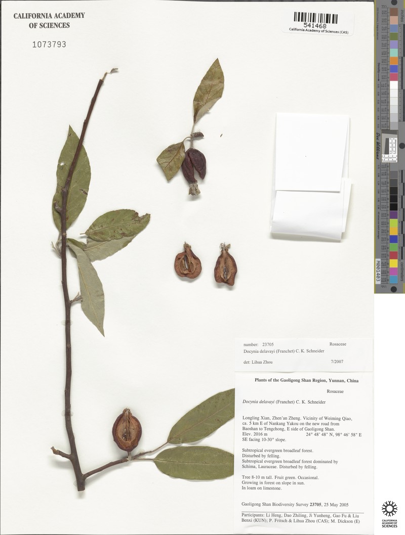 Malus delavayi photo 5
