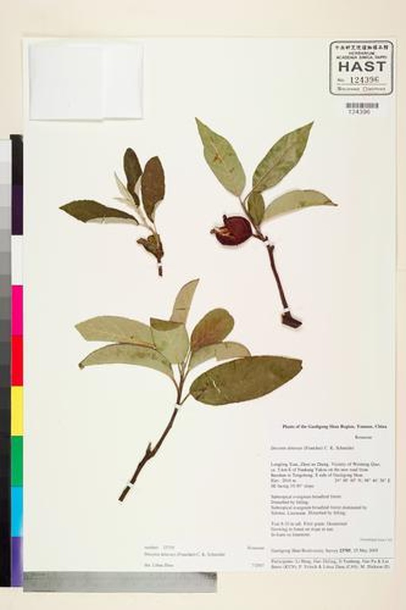 Malus delavayi photo 6