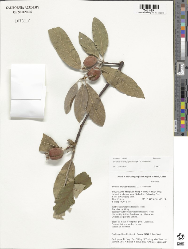 Malus delavayi photo 7