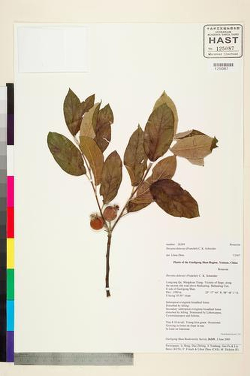 Malus delavayi photo 8