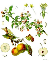 Paradise Apple