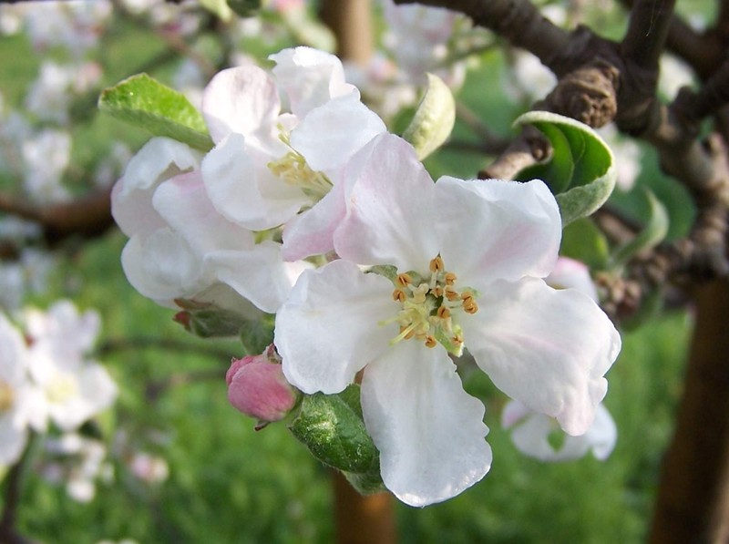 Paradise Apple photo 2