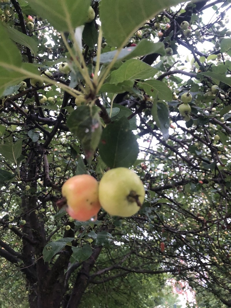 Paradise Apple photo 3
