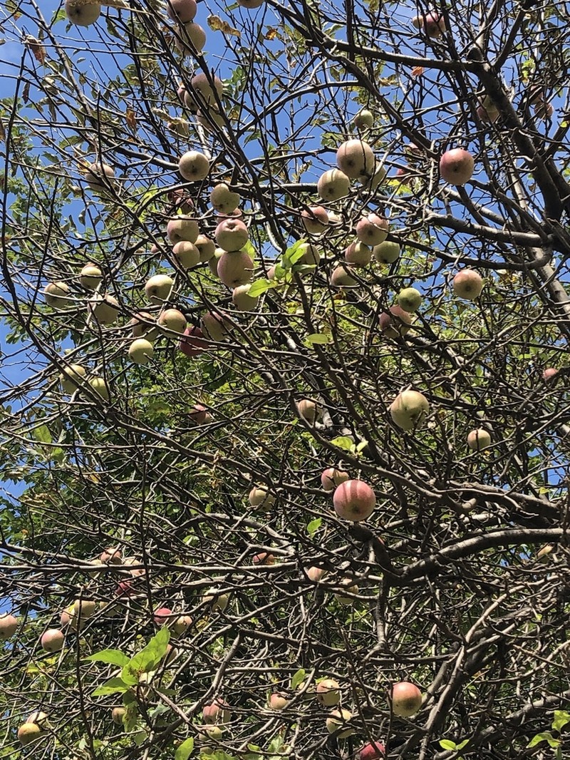 Paradise Apple photo 5