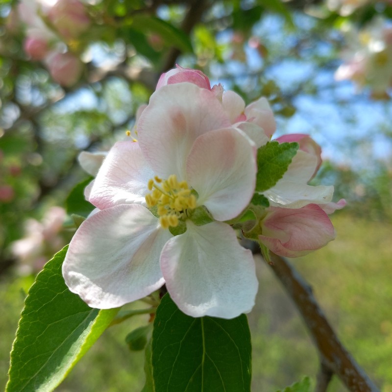 Paradise Apple photo 6