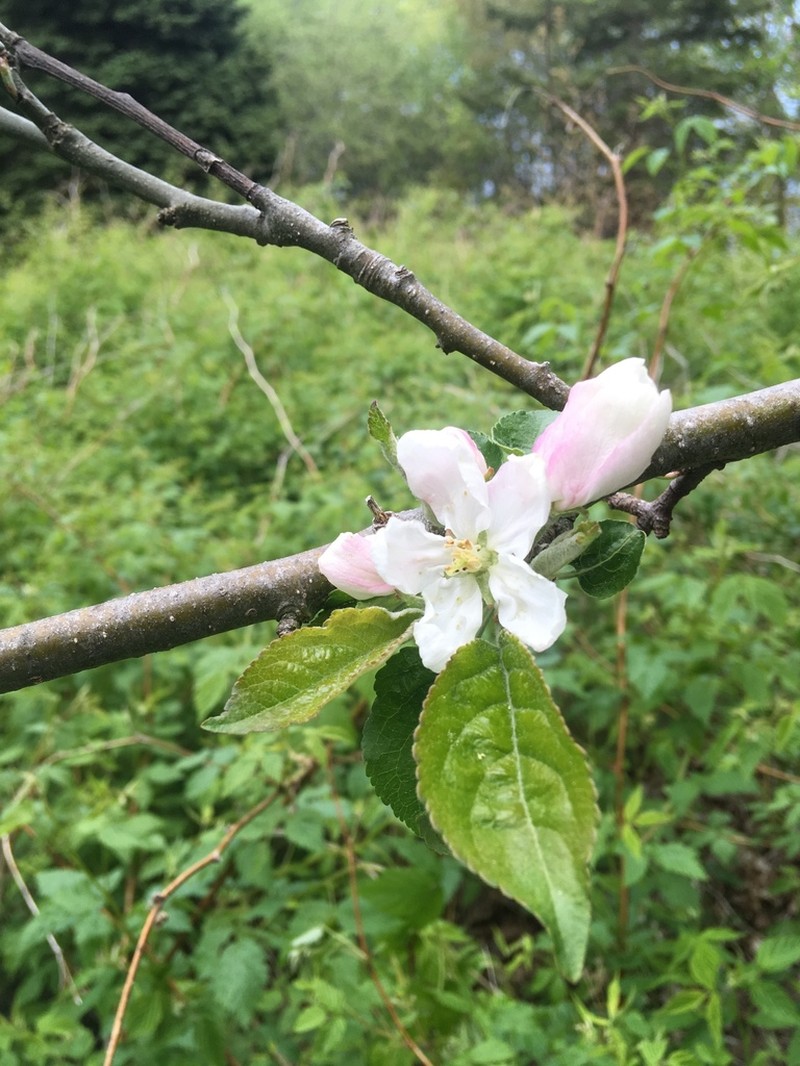 Malus sieversii photo 7