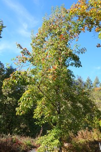 Malus doumeri