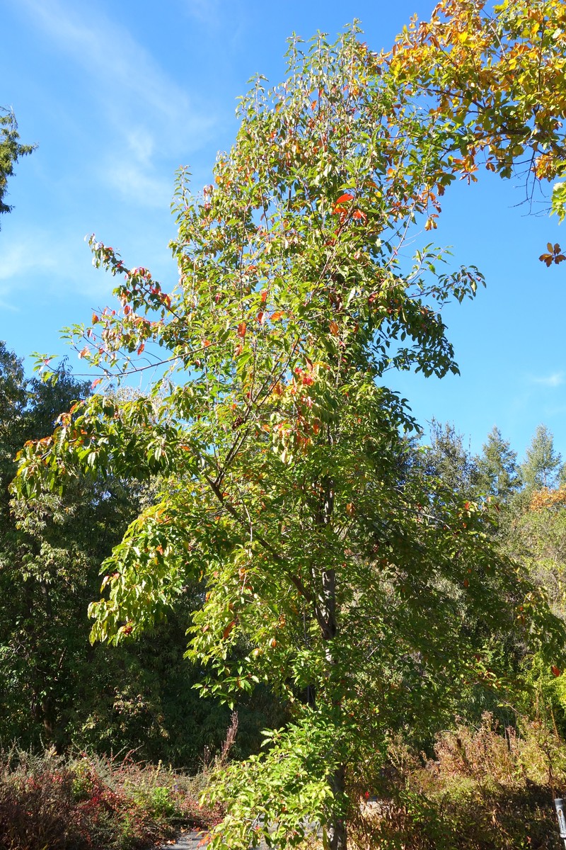 Malus doumeri