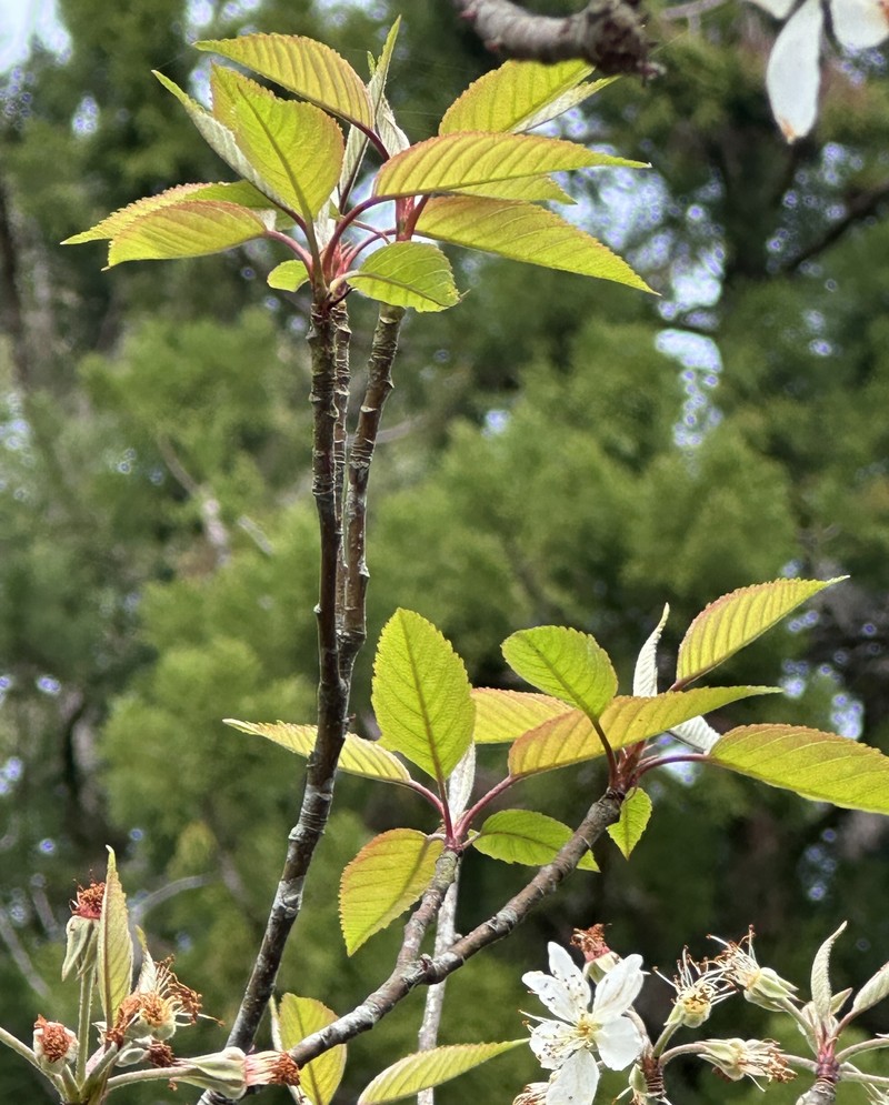 Malus doumeri photo 3