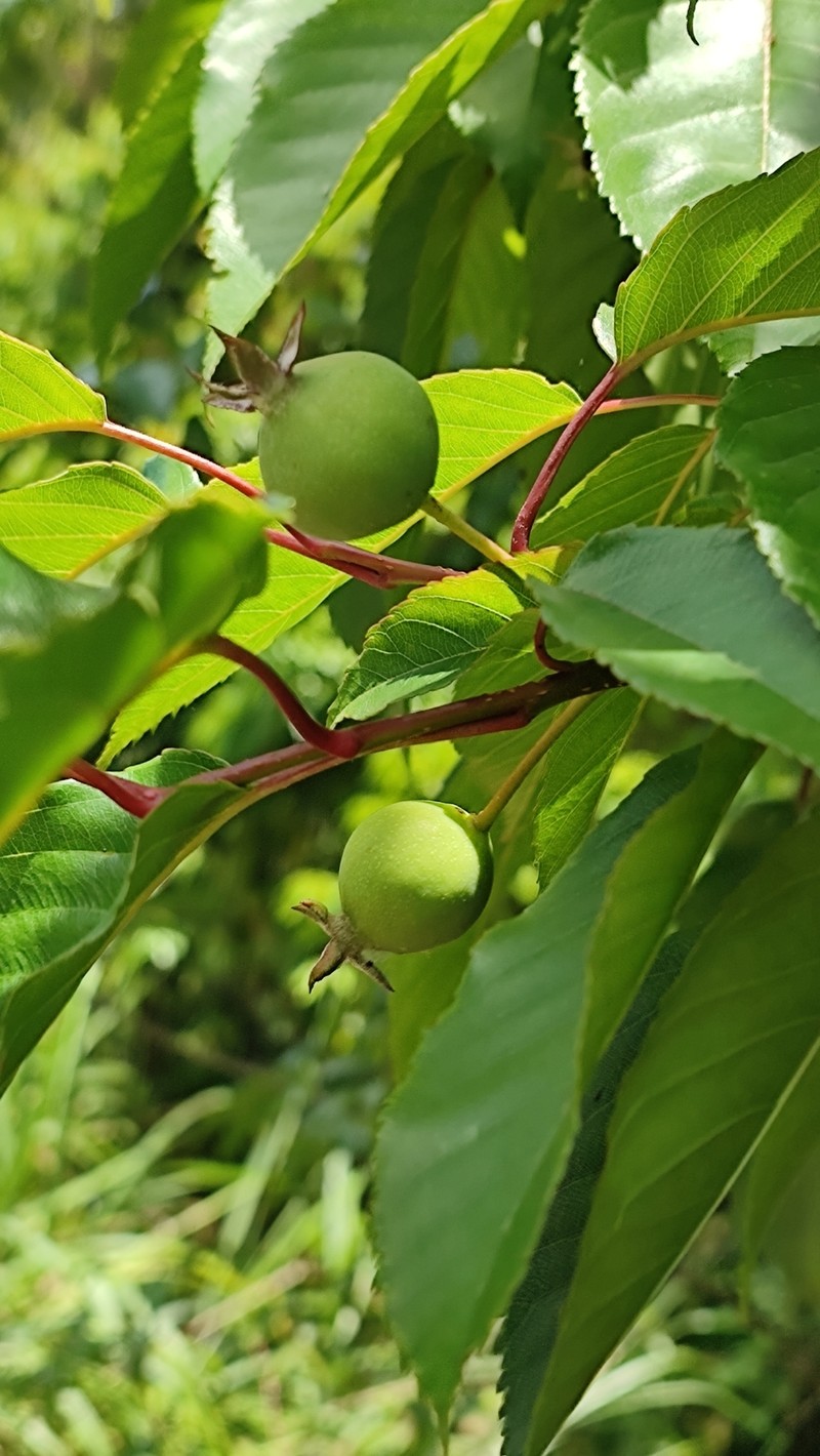 Malus doumeri photo 4