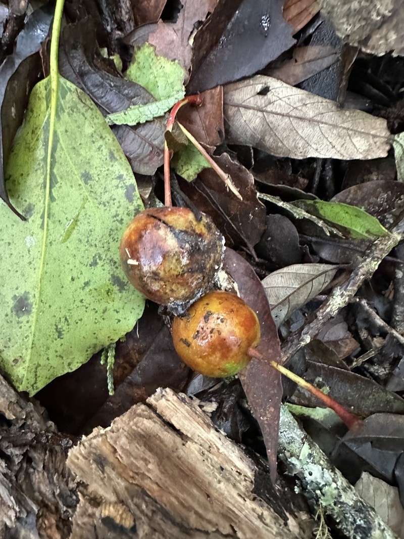 Malus doumeri photo 5