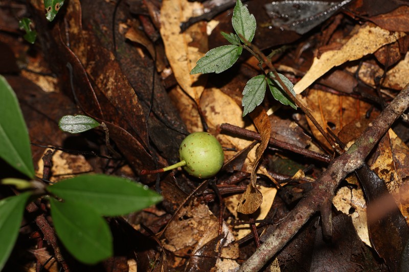 Malus doumeri photo 6