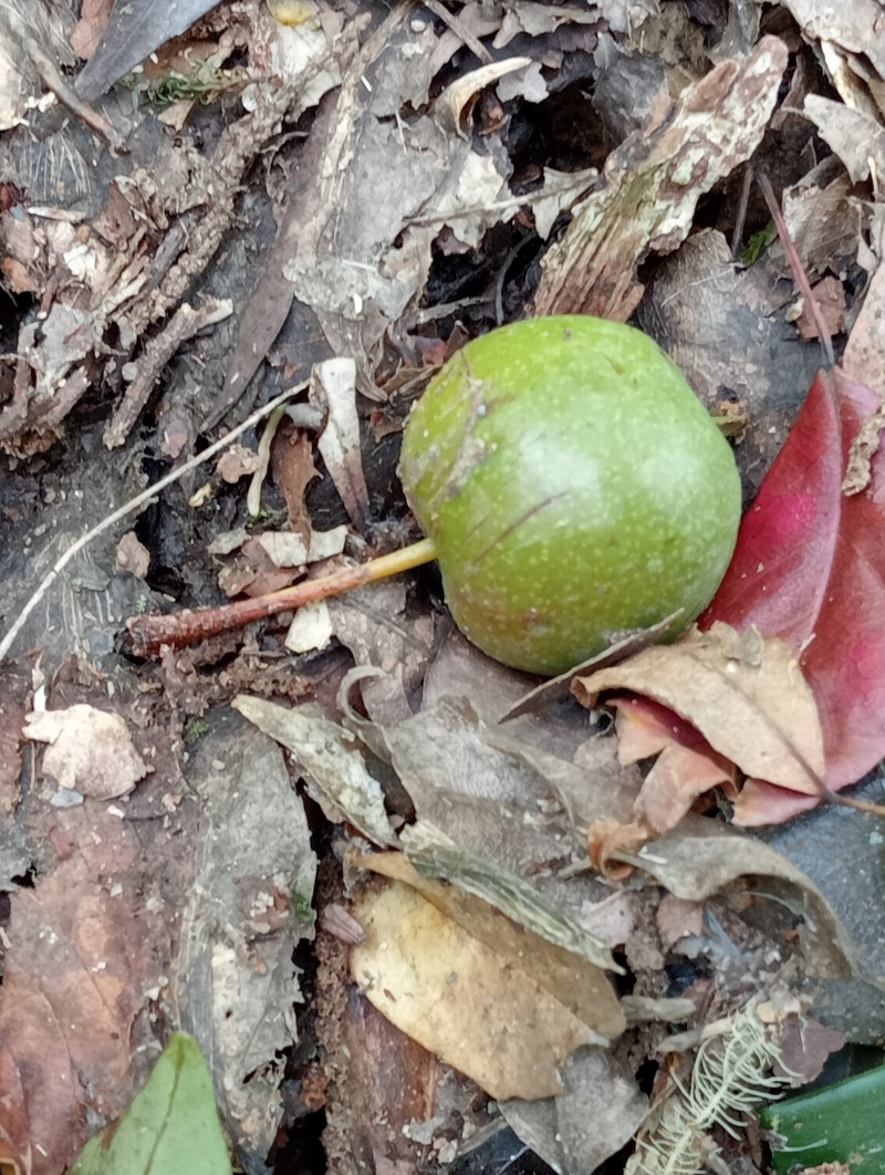 Malus doumeri photo 7