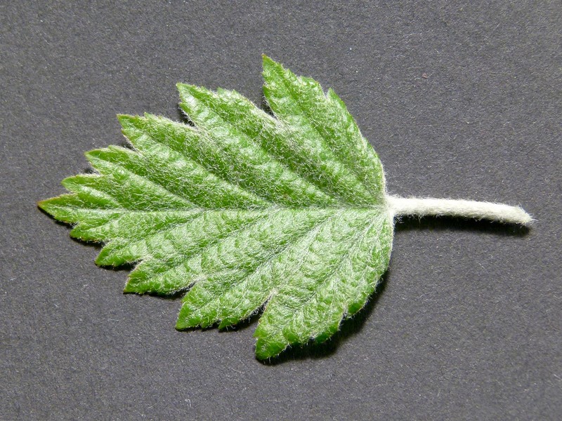 Hawthorn-Leaf Crab Apple photo 3