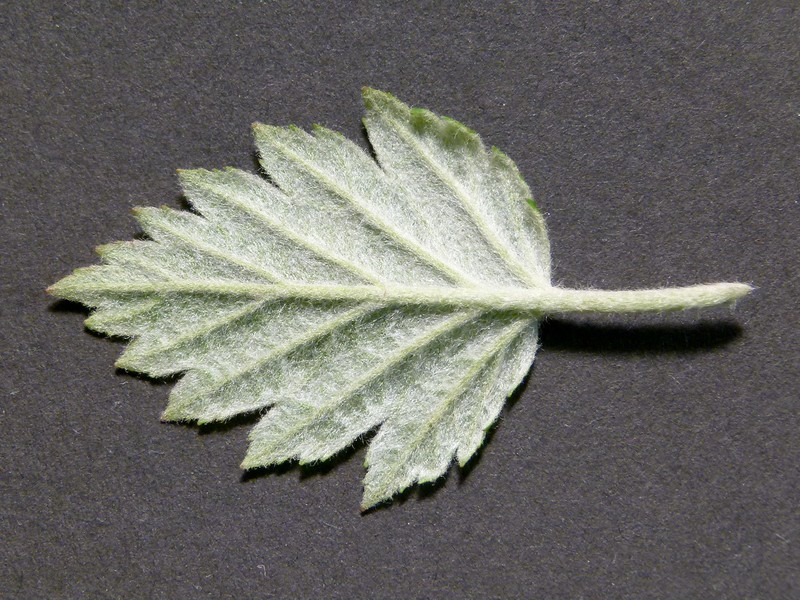 Hawthorn-Leaf Crab Apple photo 4