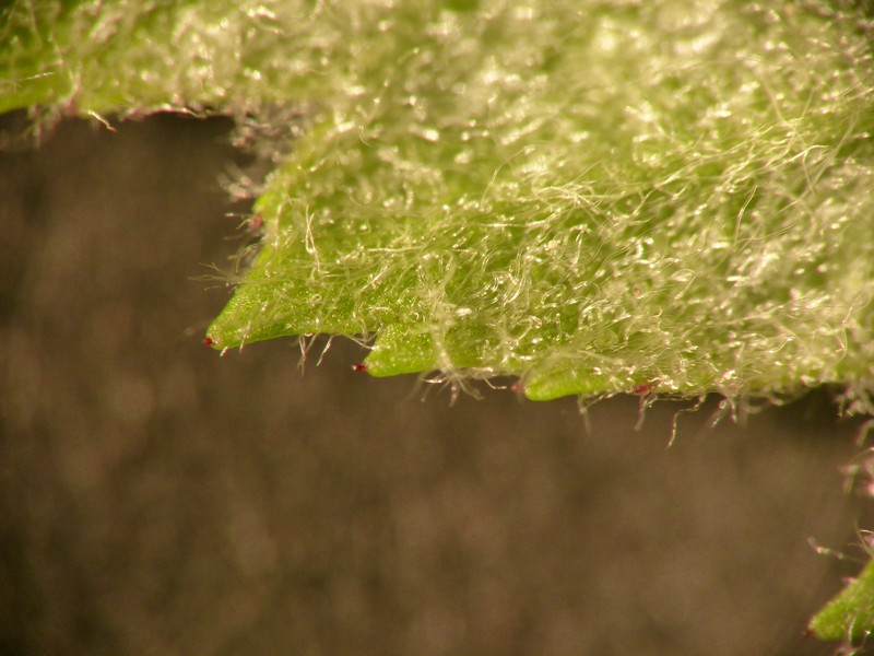 Hawthorn-Leaf Crab Apple photo 5