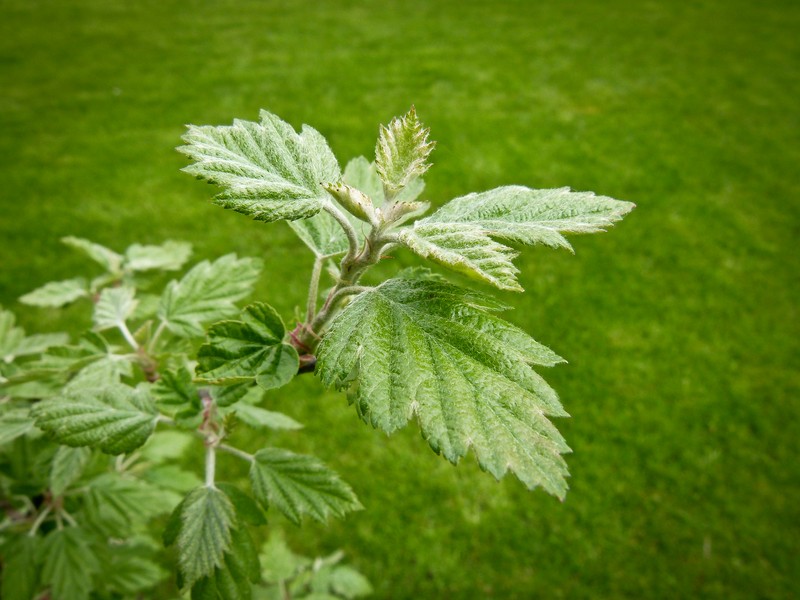 Hawthorn-Leaf Crab Apple photo 6