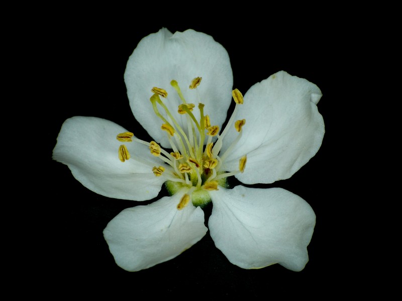 Hawthorn-Leaf Crab Apple photo 7