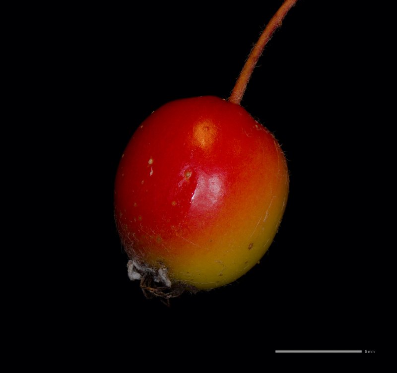 Hawthorn-Leaf Crab Apple