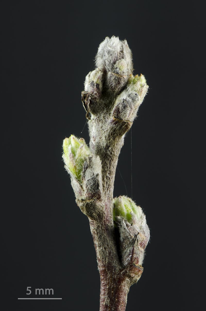 Hawthorn-Leaf Crab Apple photo 2
