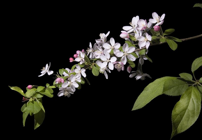 Japanese Flowering Crab Apple