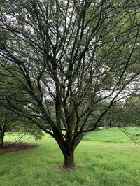 Oregon Crab Apple