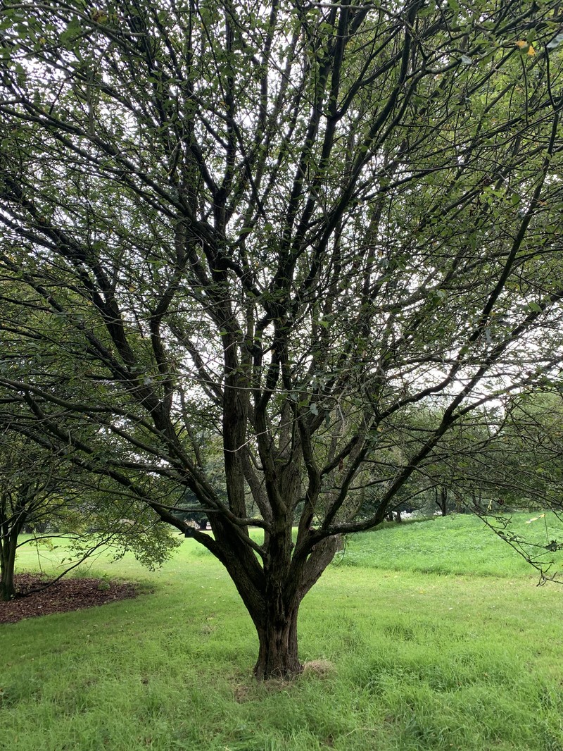 Oregon Crab Apple