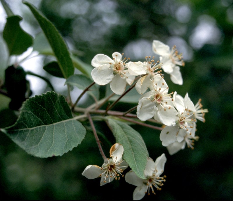 Oregon Crab Apple photo 4