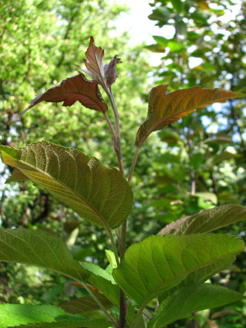 Oregon Crab Apple photo 5