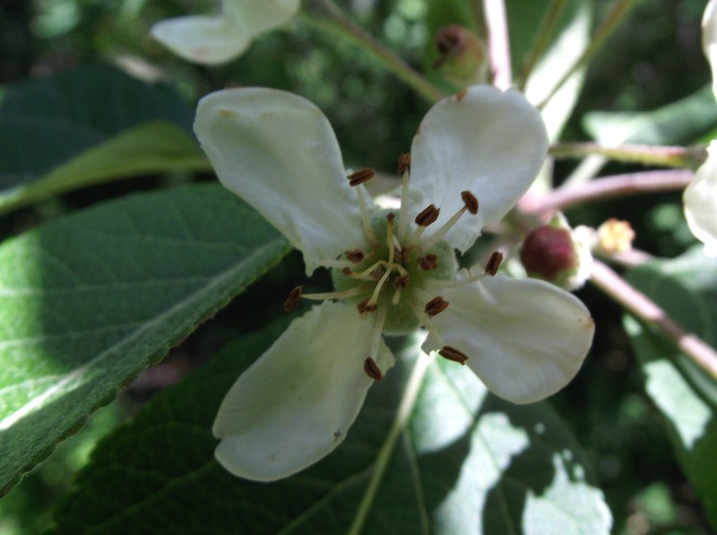 Oregon Crab Apple photo 6