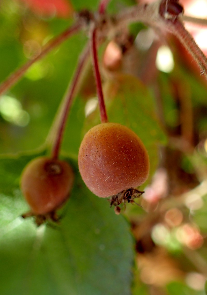 Oregon Crab Apple photo 7