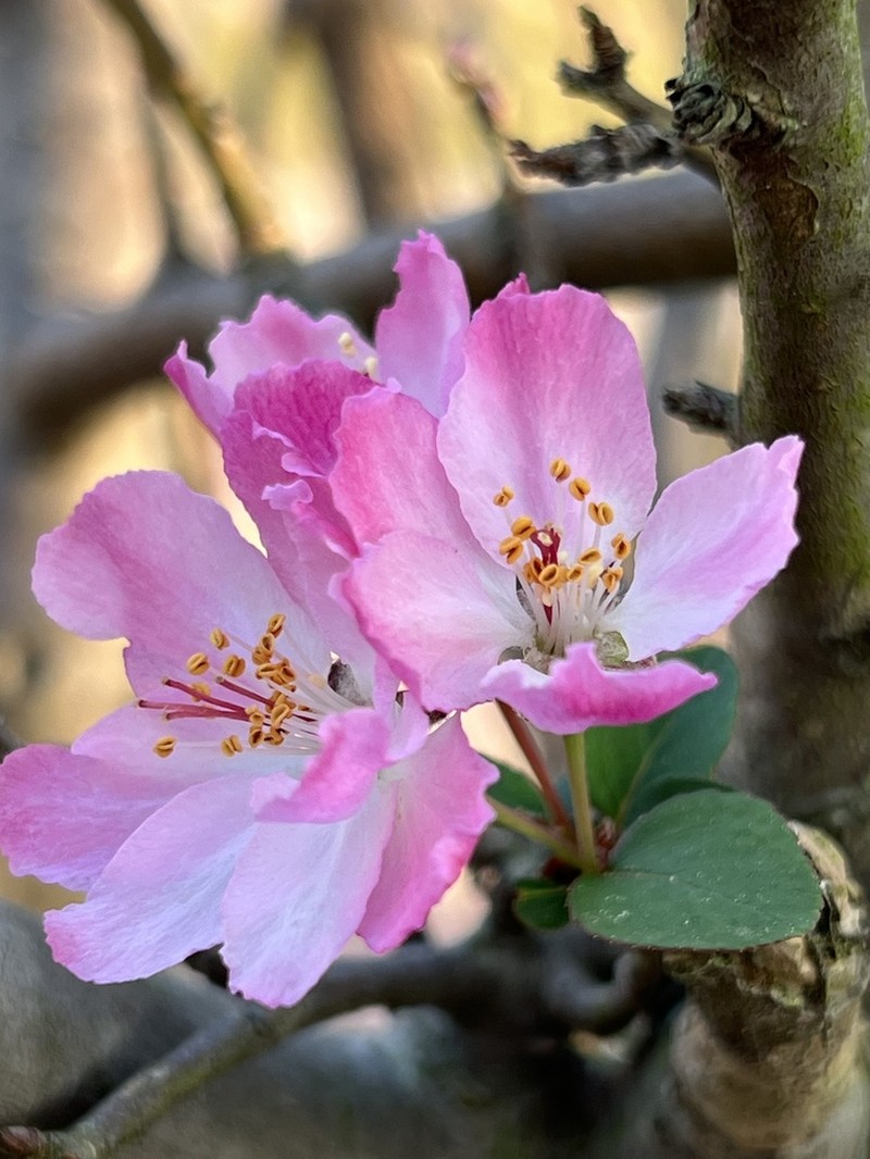 Hall Crab Apple