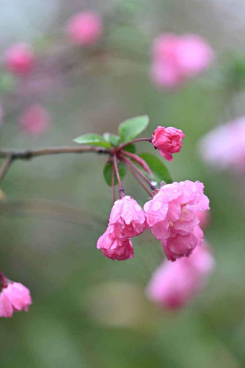 Hall Crab Apple photo 2