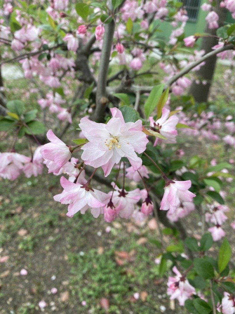 Hall Crab Apple photo 3