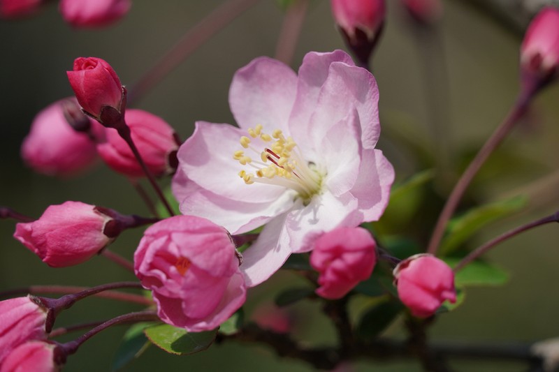 Hall Crab Apple photo 4