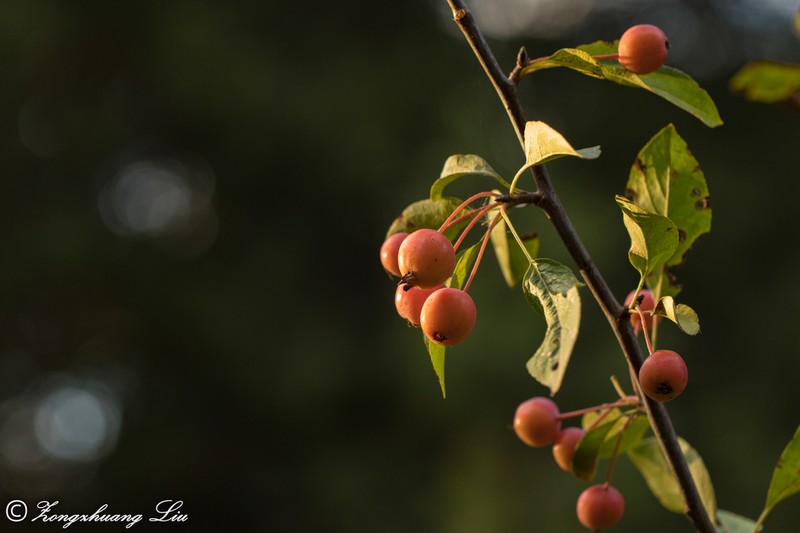 Hall Crab Apple photo 5